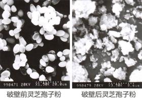 普萊申超微粉碎機，靈芝孢子粉破壁率超95%，撬動了靈芝市場